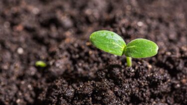 A green seedling sprouting from the earth, representing the fresh start effect.